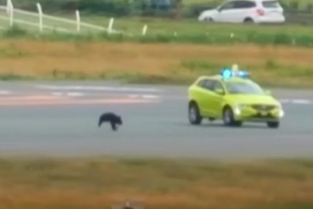 Aeropuerto Suspende y Cancela Vuelos por Oso que Invadió Pista y Se Niega a Marcharse