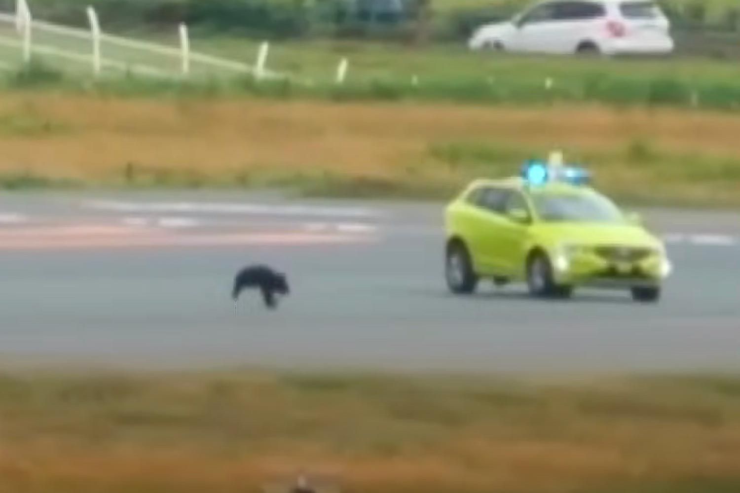 Aeropuerto Suspende y Cancela Vuelos por Oso que Invadió Pista y Se Niega a Marcharse