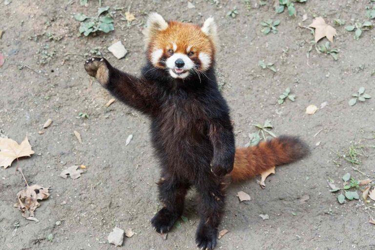 Hotel enfrenta críticas por utilizar pandas rojos en la despertar de huéspedes