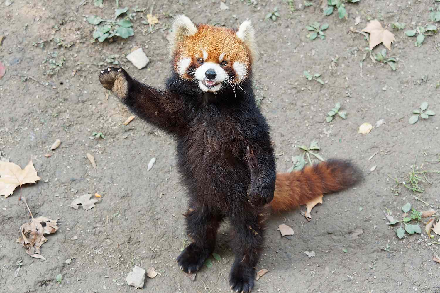 Hotel enfrenta críticas por utilizar pandas rojos en la despertar de huéspedes